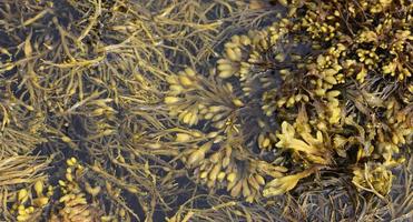 alghe dentro e fuori dall'acqua foto