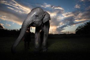 elefante asiatico a surin, tailandia foto