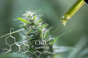 elementi di cbd nella cannabis, goccioline che dosano una pianta di canapa biologica ed ecologica olio di cbd farmaceutico a base di erbe da un barattolo. concetto di medicina alternativa a base di erbe. foto