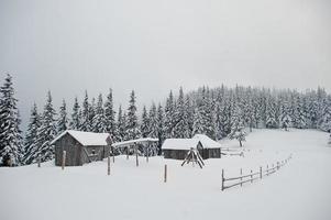 pini coperti di neve con casa in legno sulla montagna chomiak. splendidi paesaggi invernali delle montagne dei Carpazi, ucraina. natura gelata. foto