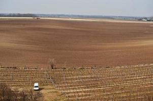 campi con vigneti all'inizio della primavera in Moravia meridionale, Repubblica ceca. foto