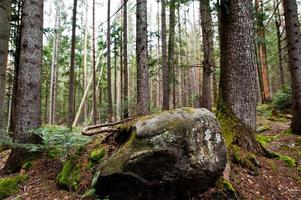 grandi pietre di roccia nella foresta bagnata nelle montagne dei Carpazi. foto