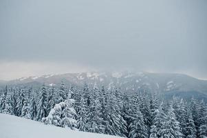 pini coperti di neve sulla montagna chomiak. splendidi paesaggi invernali delle montagne dei Carpazi, ucraina. natura maestosa del gelo. foto