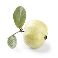 guava fresca su sfondo bianco foto