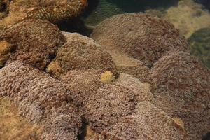 coralli in acque poco profonde durante la bassa marea al largo della costa, Thailandia foto