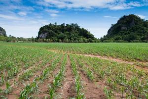 campo di giovani piante di mais foto