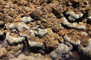 coralli in acque poco profonde durante la bassa marea al largo della costa, Thailandia foto