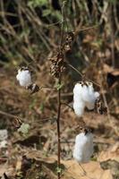 primo piano di cotone maturo sul ramo foto