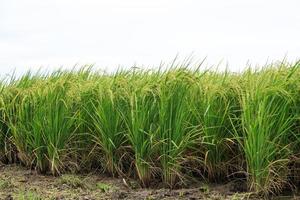 concetto organico e naturale del campo di riso foto