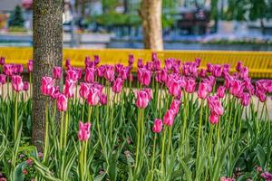 bellissimi fiori sakura tulipani peonia rosso rosa blu bokeh albero fiorito foto