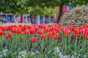 bellissimi fiori sakura tulipani peonia rosso rosa blu bokeh albero fiorito foto