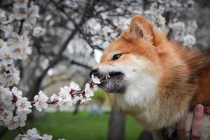 shiba inu lanuginoso giapponese che annusa i fiori bianchi dell'albicocca foto