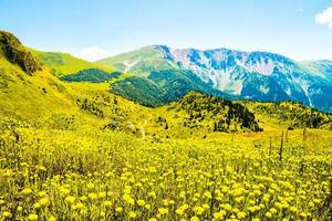 primo piano vista aerea helichrysi flos fonte biologica helichrysum arenarium. noto farmaco a base di erbe nella medicina tradizionale usato come colagogo, coleretico, diuretico e altro foto