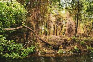 bellissime giungle forestali nel parco nazionale di kolkheti. famosa destinazione turistica in Georgia foto