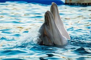 due delfini insieme si esibiscono insieme a testa in su in batumi delphinium foto