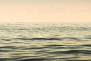 delfino sulla costa del Mar Caspio dalla riva di batumi al tramonto foto