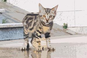 un piccolo gattino marrone tabby isolato su uno sfondo d'acqua. adorabile gattino soriano miagolante all'aperto. adorabile gattino soriano miagolante all'aperto guardando la fotocamera foto