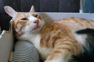 il gatto soriano arancione si trova nella scatola. l'animale lanuginoso dormirà lì. foto