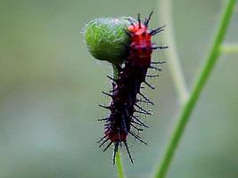 parassiti delle foglie delle piante pruriginose insetto bruco peloso foto
