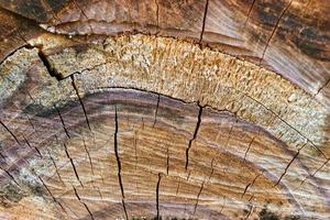 sfondo dalla trama del primo piano di legno segato. foto