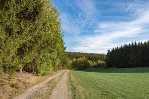 paesaggio forestale in autunno foto