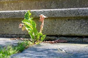 erba che cresce attraverso la crepa nel marciapiede foto