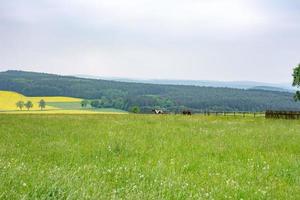 paesaggio estivo con prato verde foto