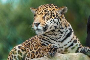 ritratto di giaguaro foto