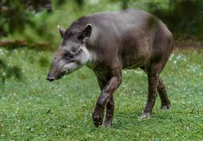 tapiro sudamericano foto