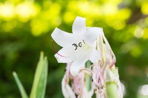 fiori di hippeastrum johnsonii foto