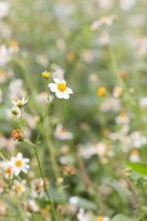 bidens pilosa var. radiata, fiori di campo foto