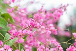 vite corallina o antigonon leptopus hook flowe foto