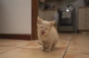 ritratto di un simpatico gattino miagola con gli occhi chiusi davanti alla telecamera sul pavimento della cucina a casa foto