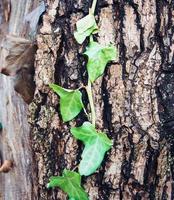 tronco d'albero con foglie foto