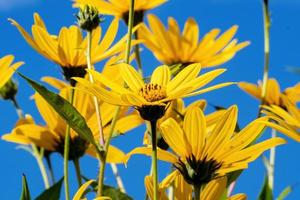 fiori gialli di un topinambur sullo sfondo del cielo foto