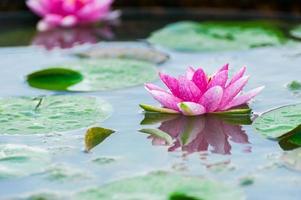 bellissimo waterlily o fiore di loto in uno stagno