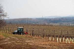 campi con vigneti all'inizio della primavera in Moravia meridionale, Repubblica ceca. foto