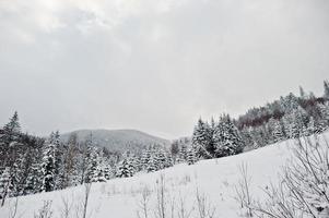 pini coperti di neve sui monti Carpazi. splendidi paesaggi invernali. natura gelata. foto