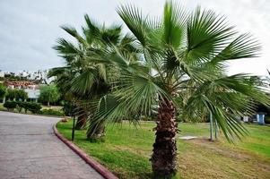 vicolo delle palme a bodrum, in Turchia. foto