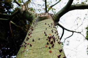 primo piano di albero di spine con tronco spinoso. foto