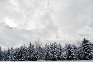 pini coperti di neve. splendidi paesaggi invernali. natura gelata. foto