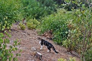 gatto bengala come un leopardo si intrufola camminando all'aperto. foto