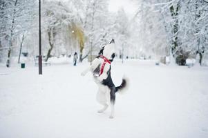 cane husky al guinzaglio che cammina al parco in una giornata invernale. foto