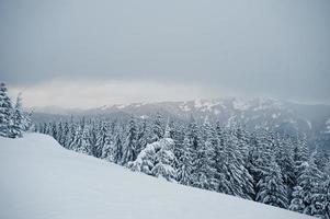 pini coperti di neve sulla montagna chomiak. splendidi paesaggi invernali delle montagne dei Carpazi, ucraina. natura maestosa del gelo. foto