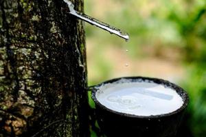 il lattice lattiginoso fresco scorre in una ciotola di plastica dall'albero di gomma para foto