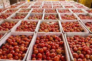 le casse di pomodoro contengono prodotti per l'esportazione verso i mercati asiatici. foto