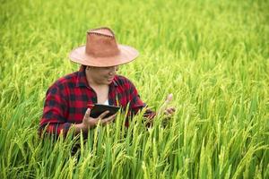 un contadino in un campo di grano maturo pianifica un'attività di raccolta, un agronomo maschio è felice in una risaia. foto