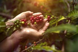 caffè vietnamita di bacche di arabica con robusta contadina e caffè di bacche di arabica con agricoltori vietnamiti foto