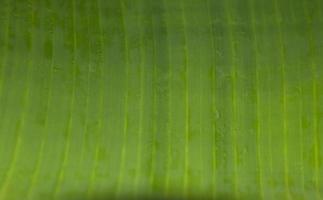 le foglie di banana verde hanno un motivo e le foglie naturali creano un disegno che viene fotografato utilizzando la luce naturale del mattino, luce calda. le foglie sono usate per avvolgere il cibo in abbondanza. foto