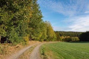 paesaggio forestale in autunno foto